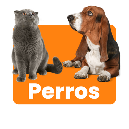 Perros